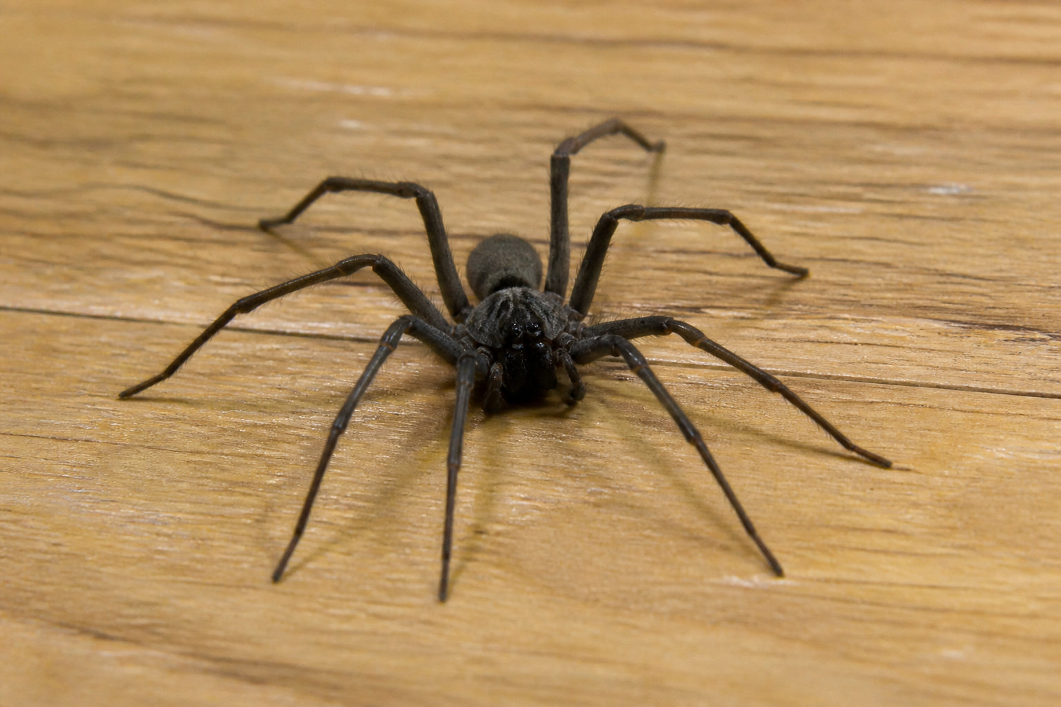 Reconnaître l'araignée tégénaire dans votre maison