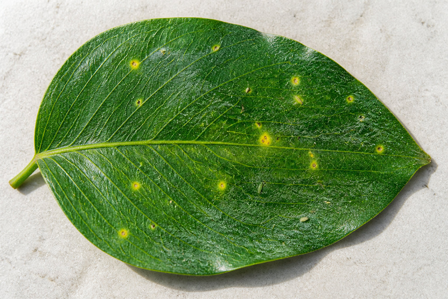 Reconnaître une attaque de thrips sur vos plantes