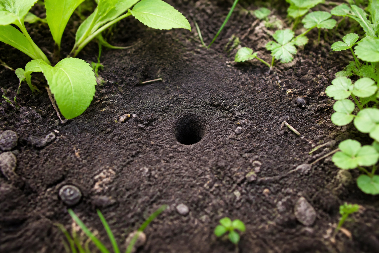 Identifier l'origine des trous dans le jardin sans monticule