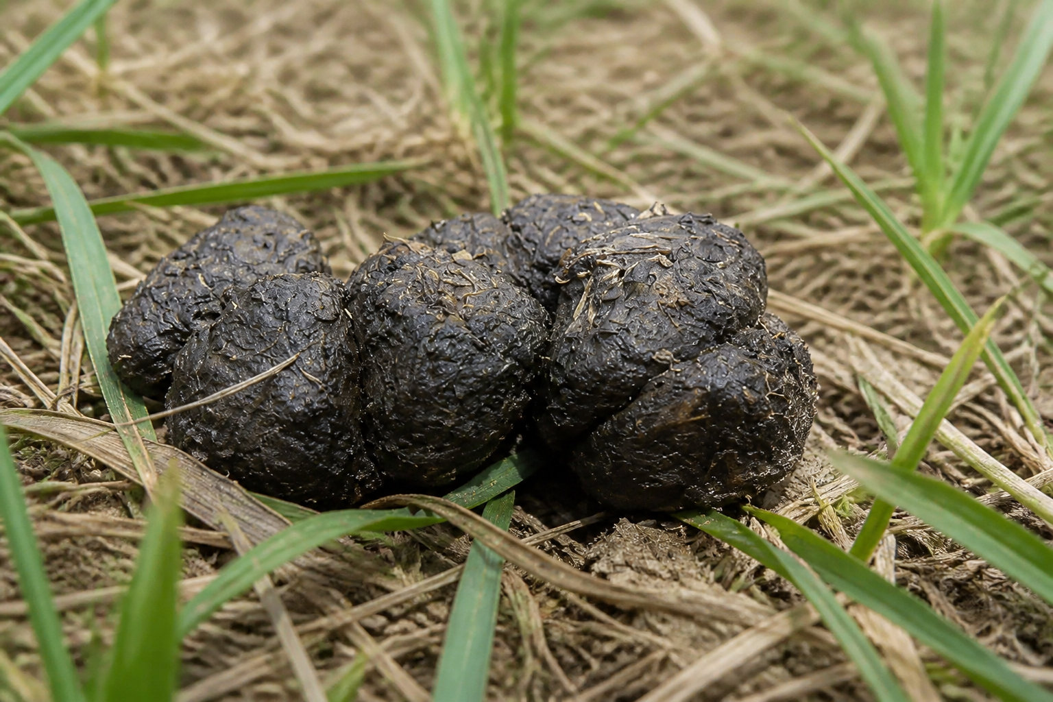 Identifier avec certitude les crottes de sanglier dans votre jardin
