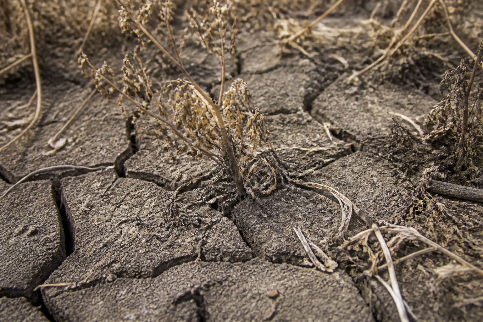 3 impacts écologiques majeurs d'une utilisation non contrôlée au jardin